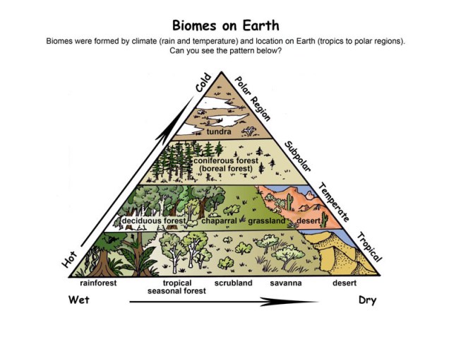 biome_pyramid
